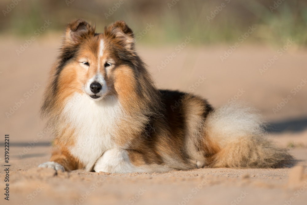 Stunning nice fluffy sable white shetland sheepdog, sheltie outside portrait on a sunny summer day. Small lassie, little clever collie dog with sweet expression smiling outdoors on the sandy beach Stunning nice fluffy sable white shetland sheepdog, sheltie outside portrait on a sunny summer day. Small lassie, little clever collie dog with sweet expression smiling outdoors on the sandy beach