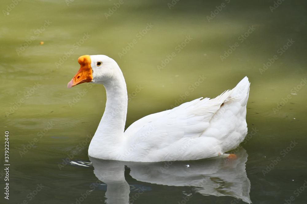 white goose swimming in the water in the soft light. white goose swimming in the water in the soft light.