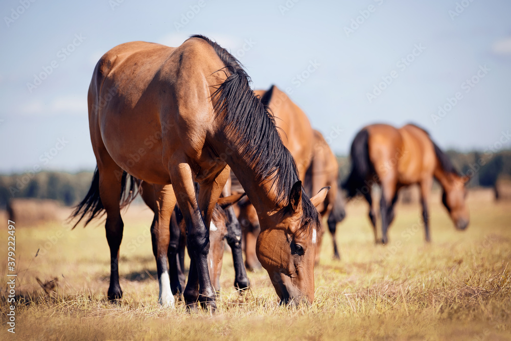 A herd of horses grazing on the field. A herd of horses grazing on the field.