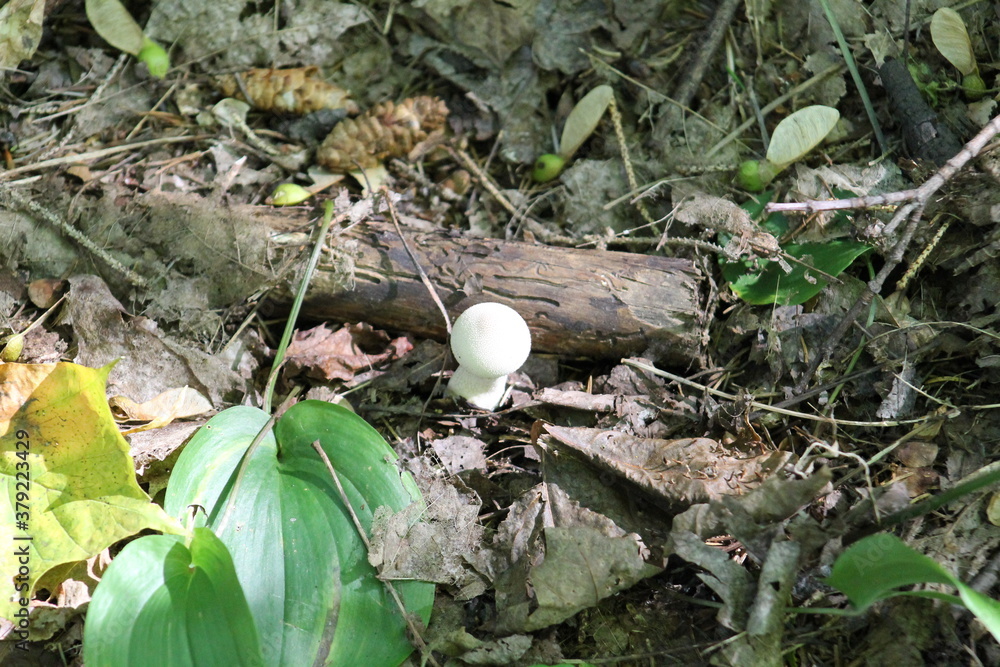 Champignons sauvages - parc Chauveau Champignons sauvages - parc Chauveau