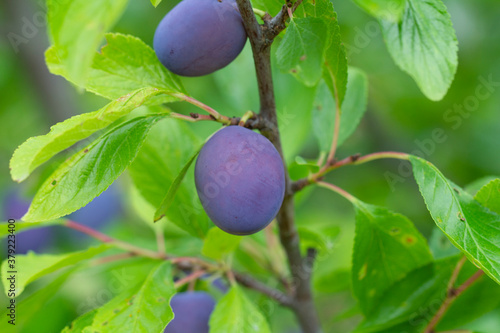 closeup of ripe plums growing on tree branch