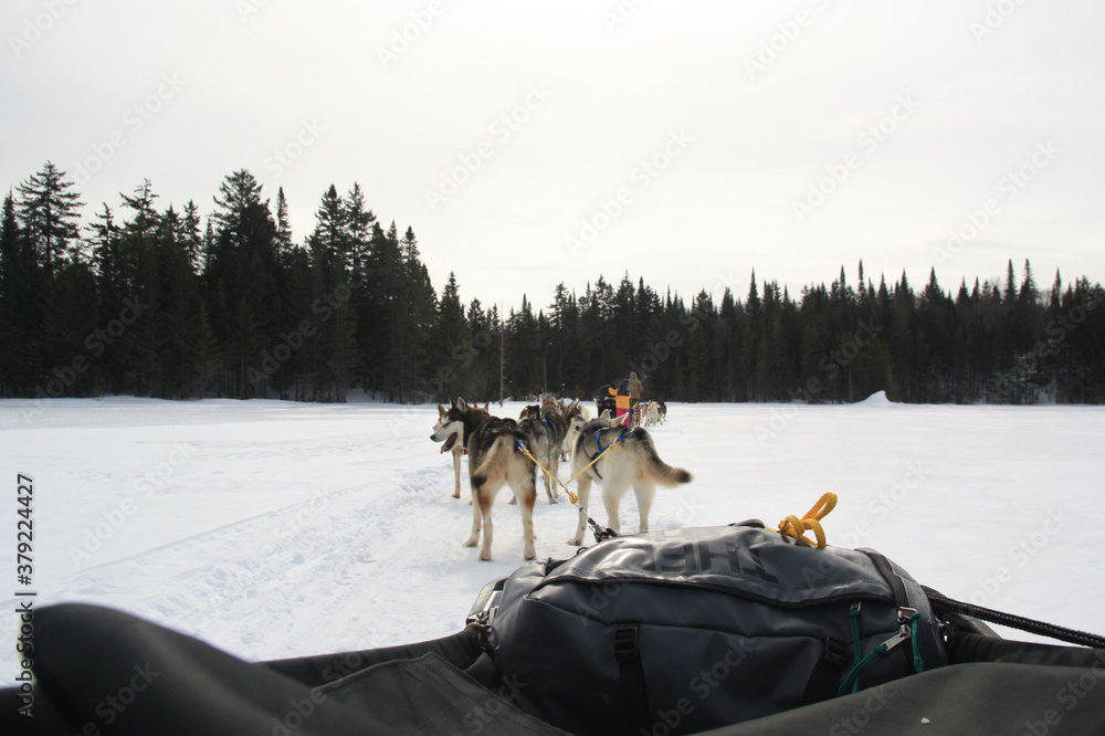 Naklejka premium Husky of dog sledding in Laurentides, Kanatha Aki resort, Val-des-Lacs, Quebec, Canada