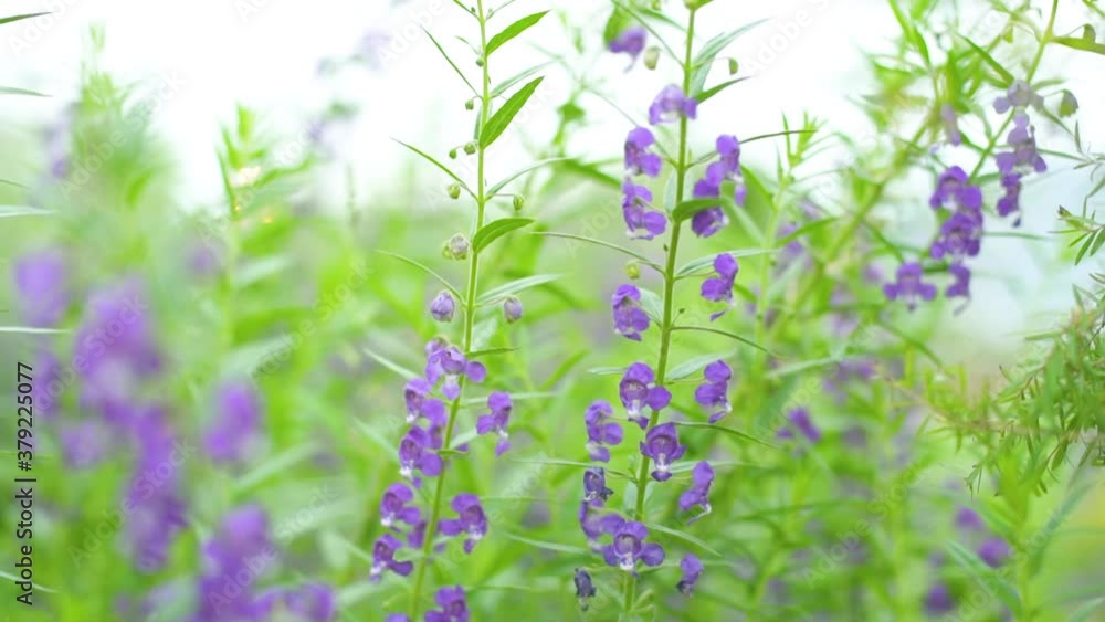 Flower Baikal Skullcap or Chinese Skullcap in Garden Flower Baikal Skullcap or Chinese Skullcap in Garden