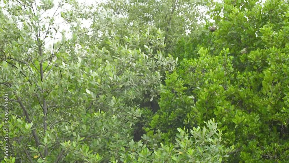 Dense of Tree Lean on the Wind Blowing Dense of Tree Lean on the Wind Blowing