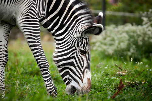 Zebra nibbles the grass  close-up portrait. Zebra grazing in the zoo