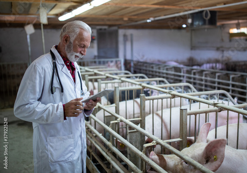 фотографія Veterinarian with tablet in pigpen