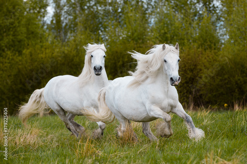 Two white horses galloping together outdoors in the field. Two big heavy draft horses running freedom on nature background in autumn.