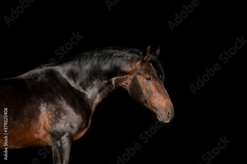 Portrait of a brown horse standing side isolated on black. Bay stallion head close up isolated on black background.