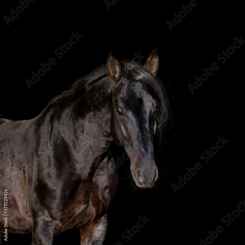 Portrait of a beautiful horse looking forward isolated on black. Black stallion head close up isolated on black background.