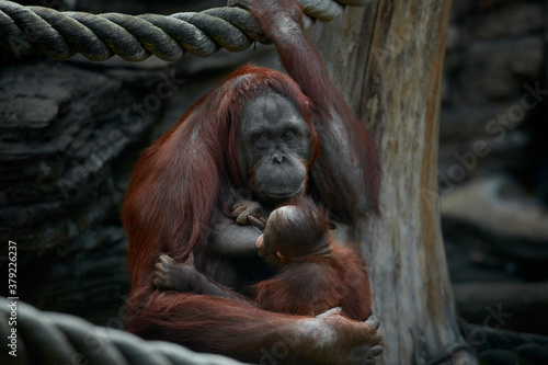 Orangutan female breastfeeding her cub, close-up portrait. The cub of the orangutan eats breast milk