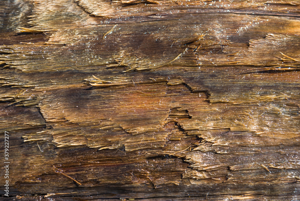 The texture of a tree that is under water for a long time The texture of a tree that is under water for a long time