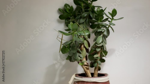 Stick Insects on the leaves of Crassula, Walking sticks, phasmids photo
