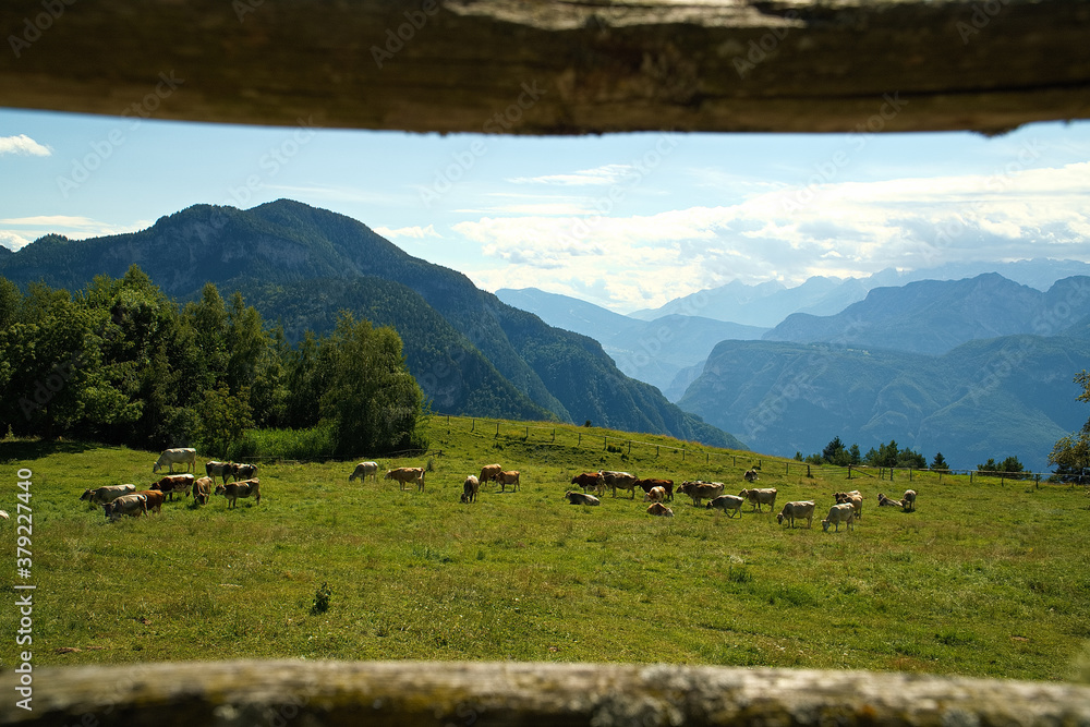 Mucche al pascolo con sfondo montagne 
