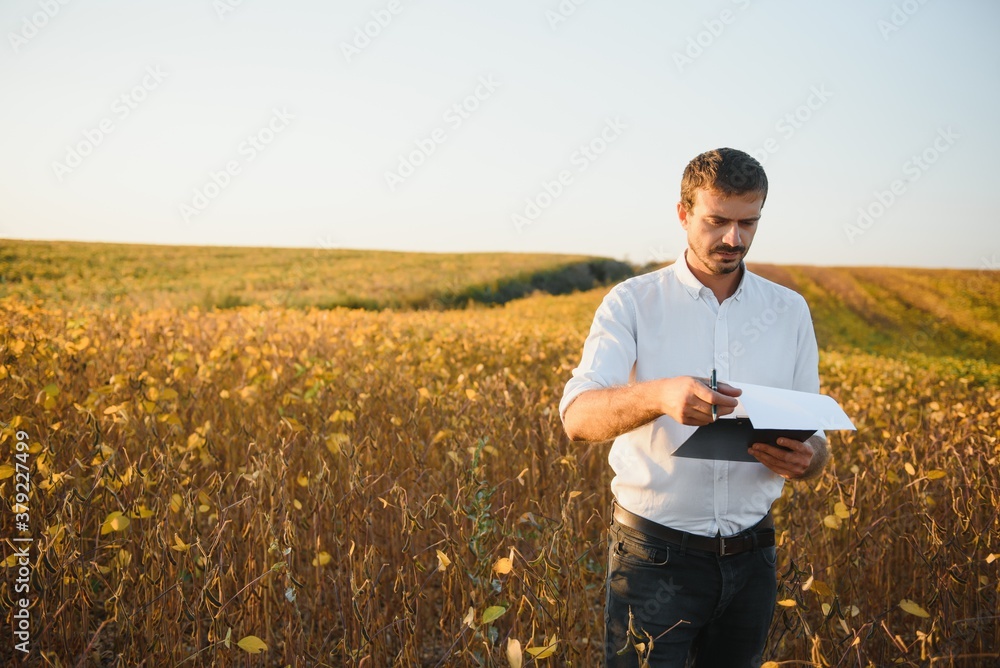 farmer agronomist in soybean field checking crops before harvest. Organic food production and cultivation. farmer agronomist in soybean field checking crops before harvest. Organic food production and cultivation.