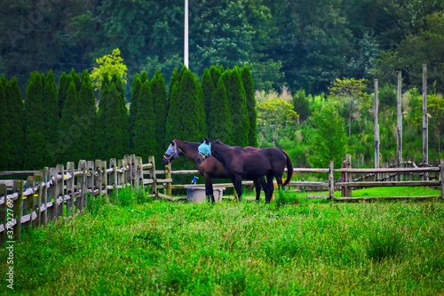 two horses grazing in a field with nose net on