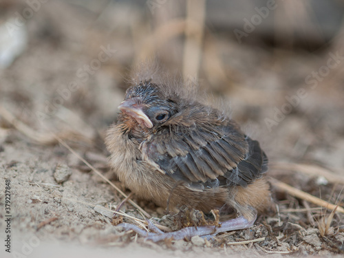 Closeup of a Brown California Towhee (Melozone crissalis) fledgling chick on the ground photo