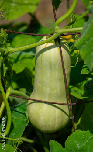 Butternut Squash growing on a garden trellis