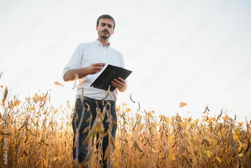 farmer agronomist in soybean field checking crops before harvest. Organic food production and cultivation. farmer agronomist in soybean field checking crops before harvest. Organic food production and cultivation.