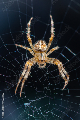 Detailed close up of a Garden spider in sunlight, against a dark background. Sitting in the center of the web
