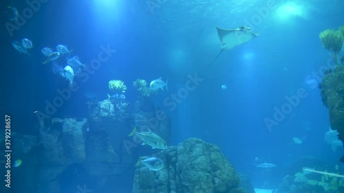 Wallpaper Mural manta ray and fish in an aquarium Torontodigital.ca