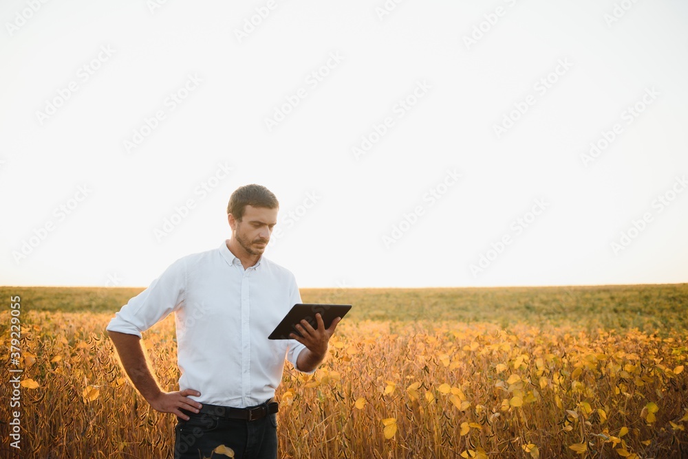 Agronomist inspects soybean crop in agricultural field - Agro concept - farmer in soybean plantation on farm. Agronomist inspects soybean crop in agricultural field - Agro concept - farmer in soybean plantation on farm.