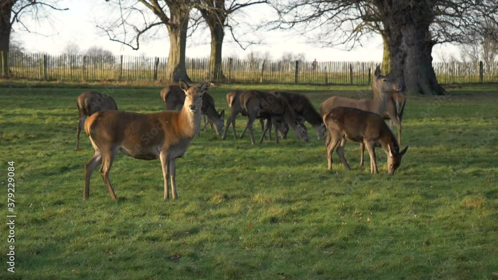 slow-motion of a group of deer in a park slow-motion of a group of deer in a park