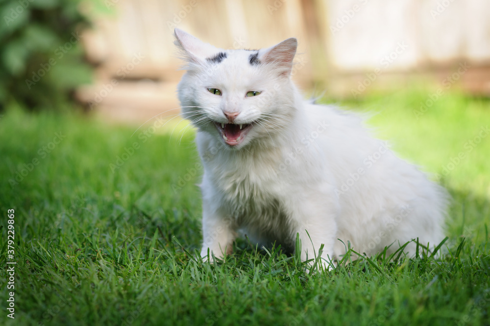 Obraz premium Fluffy white cat meows in the grass. Selective focu