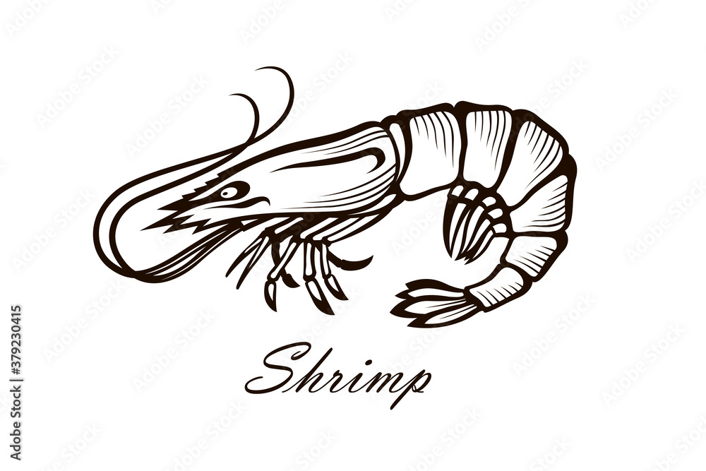 illustration of shrimp isolated on white background illustration of shrimp isolated on white background