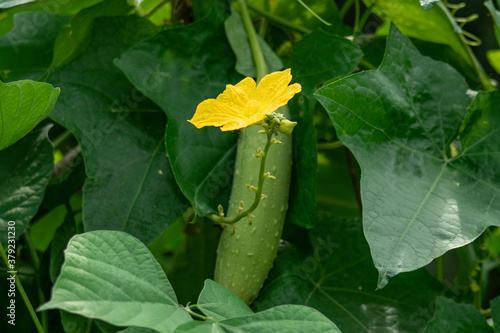 Dhundol & Flower - Furol or Green Loofah Gourd on White. photo