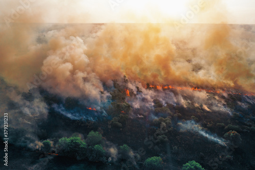 Aerial drone view of fire or wildfire in forest with huge smoke clouds, burning dry trees and grass.