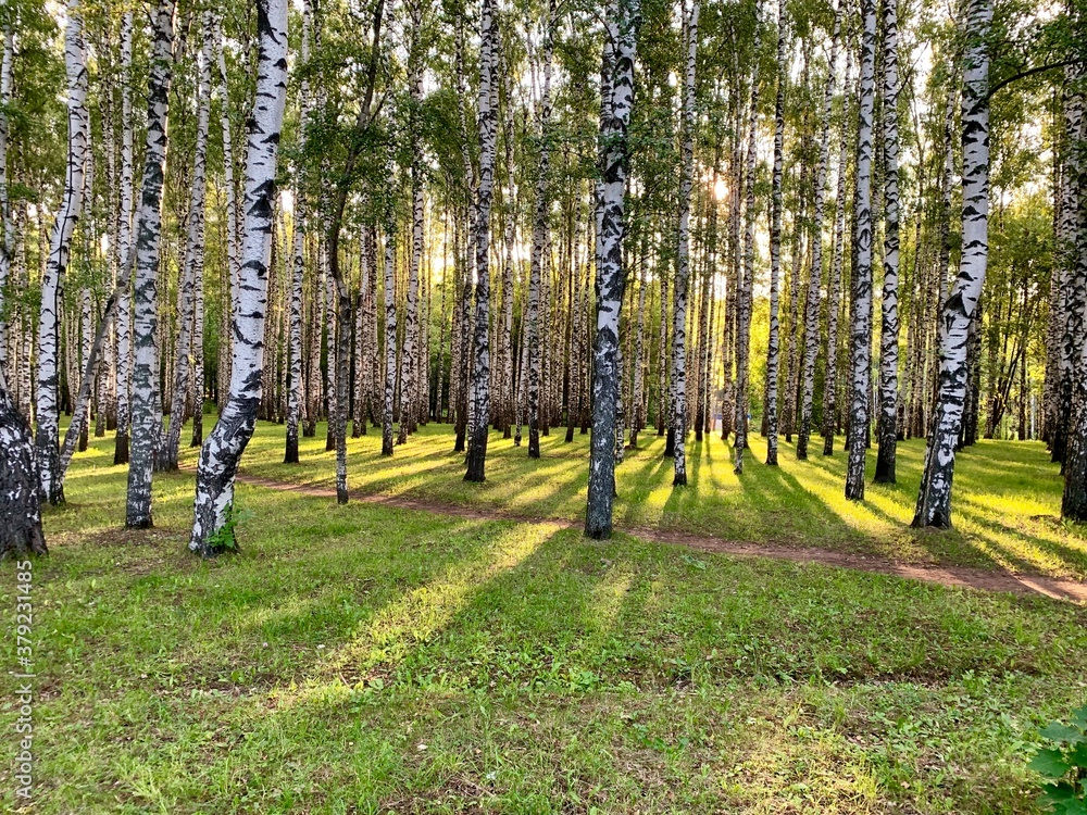 Obraz premium trees in the park