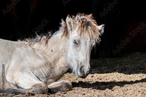 Foto Newly awaken young Icelandic horse foal in bright sunlight