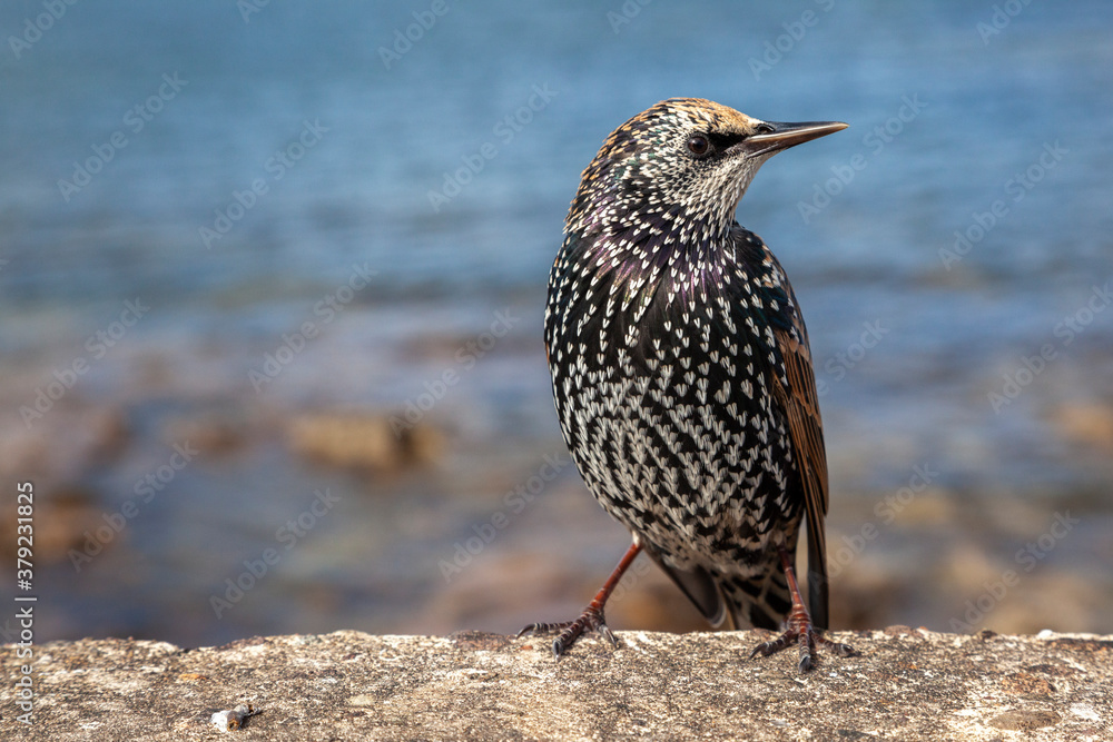 European Starling (Sturnus vulgaris) perched on the sea wall European Starling (Sturnus vulgaris) perched on the sea wall