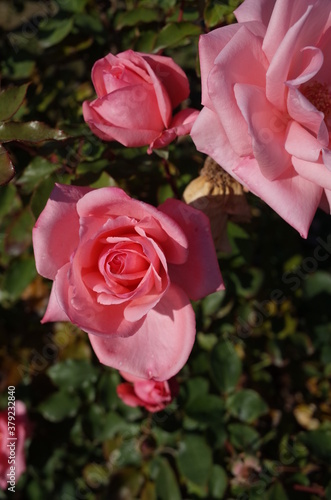 Light Pink Flower of Rose 'Princess Aiko' in Full Bloom
