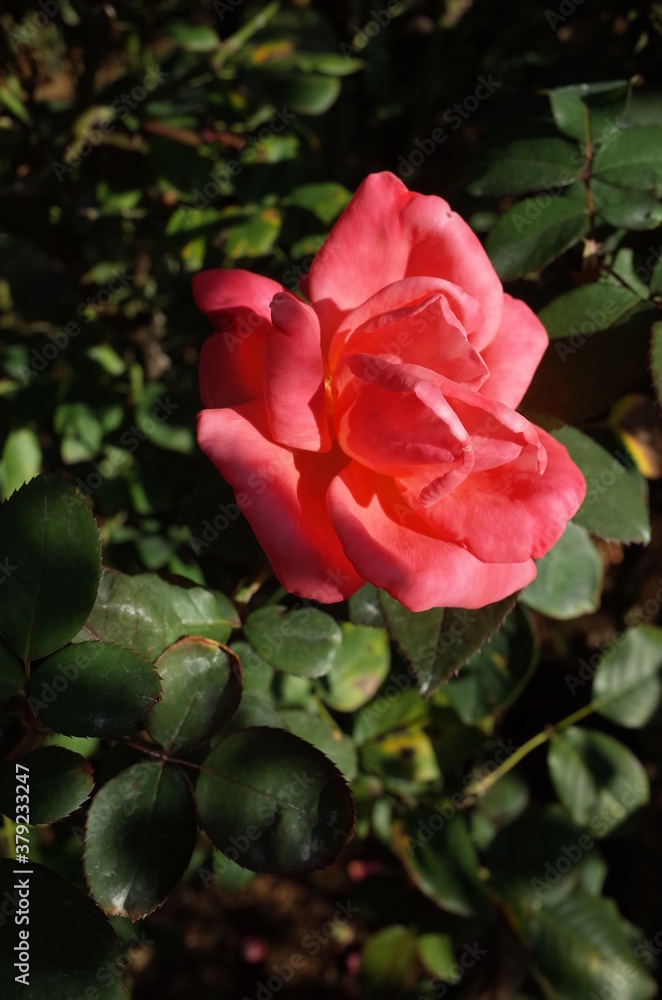 Orange Flower of Rose 'Princess Charlene de Monaco' in Full Bloom
