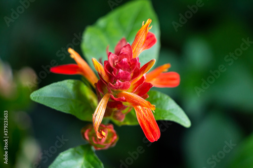 Orange Tropical Flower Blooming Ruellia devosiana Acanthus 
