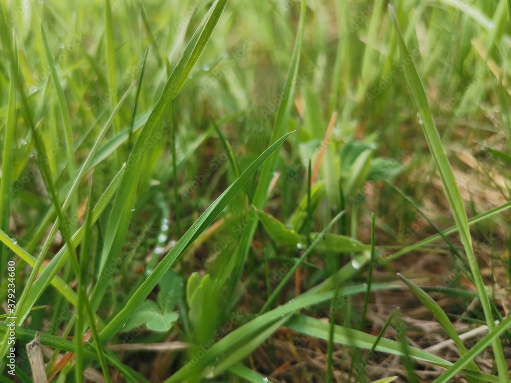 grass grass
