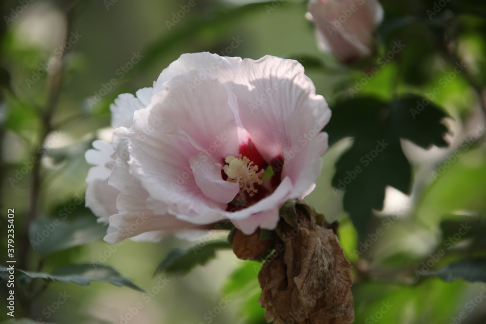 Obraz premium pink rose flower