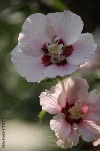 pink and white flowers