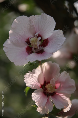 bee on pink flower