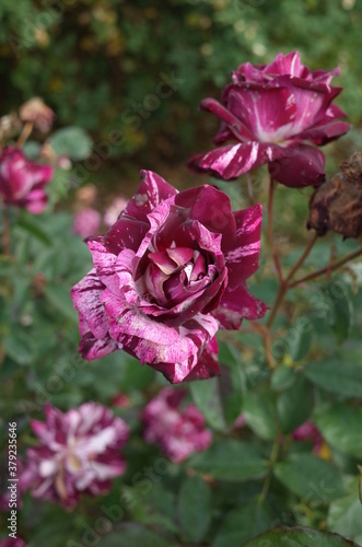 Light Purple Flower of Rose  Purple Tiger  in Full Bloom 