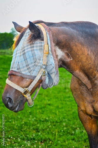 portrait of a horse with a fly mask on © Edymar