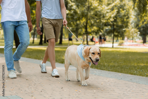 cropped view of father and teenager son walking with golden retriever on asphalt