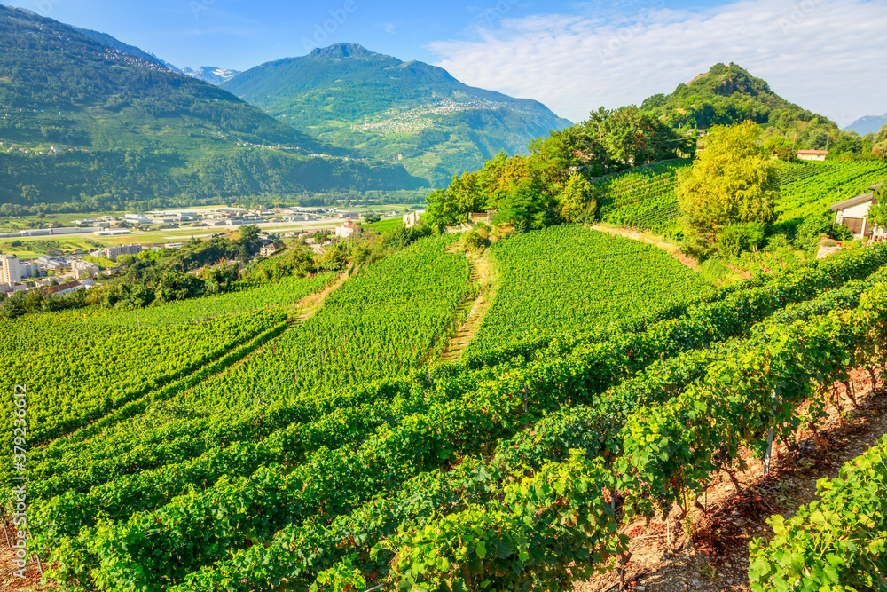 Aerial landscape of terraced vineyards in Sion, capital of canton of Valais, Switzerland. Spectacular scenery of rows of vines growing during the summer. Wine region with popular wine tasting tours.