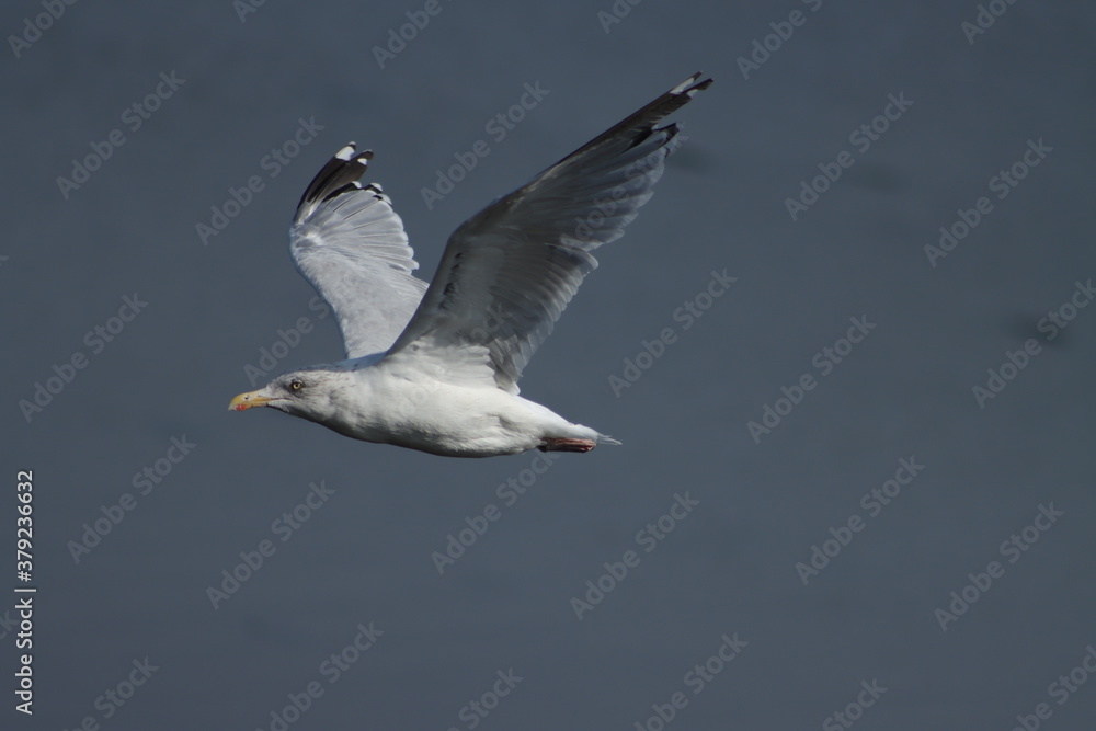 seagull in flight