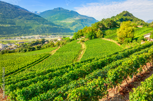 Tableau sur toile Aerial landscape of terraced vineyards in Sion, capital of canton of Valais, Switzerland