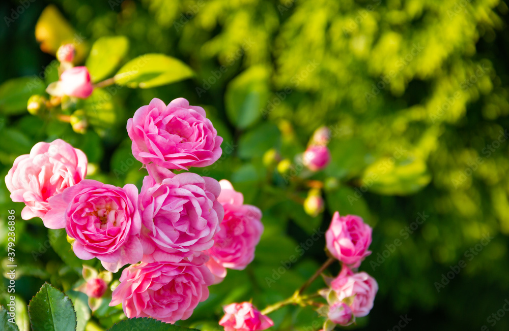 pink roses in garden pink roses in garden