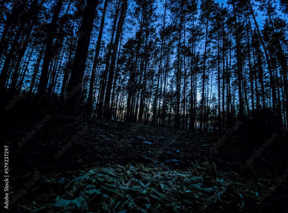 Fototapeta premium forest in fog