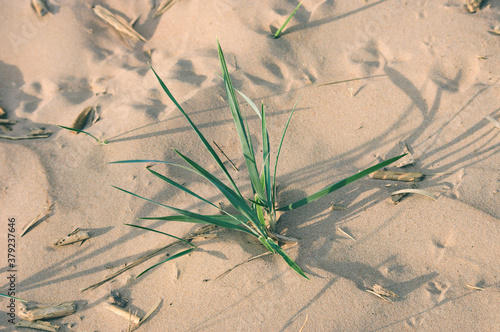 The white sand of the beach is lit by the pink light of the sunset. Green grass in the dunes close-up.