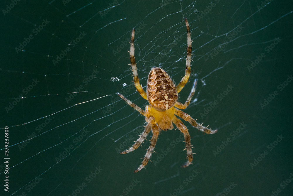 Male spider (species Araneus diadematus) called garden spider, diadem spider, cross spider. It is found throughout the Olarctic ecoregion: Europe, North America, North Africa. Close-up of shooting. Male spider (species Araneus diadematus) called garden spider, diadem spider, cross spider. It is found throughout the Olarctic ecoregion: Europe, North America, North Africa. Close-up of shooting.